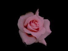 Pink rose / ***