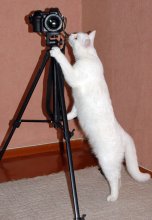 he did not know how we can teach a cat? / ***