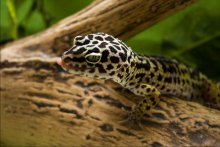 washing gecko / model: Lucia
my Eublepharis macularius Leopard Gecko