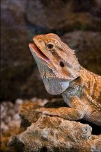 oh, who would it bite? / model: Godzi
my Bearded dragon (Pogona vitticeps)