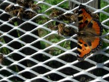 Butterfly and bee / ***