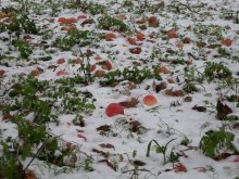 Apples in the Snow / ***