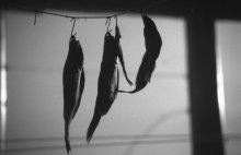 fish / ***