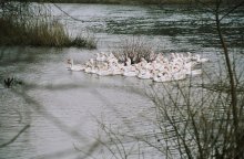 geese / ***