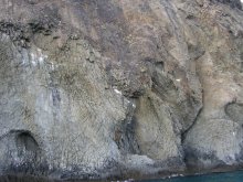 find elephant / ***