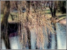 Willow. Path of water / ***