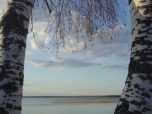 Birches / ***