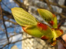 Spring is in the macro / ***