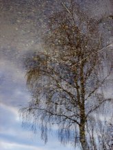 Birch in the water / ***
