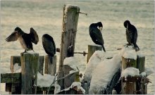 Tusovka cormorants / ***