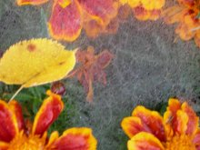 gossamer / ***