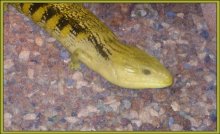 Reptile / ***