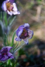 Pasque-flower / ***