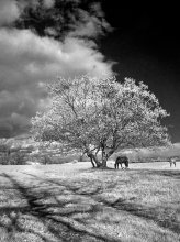 the April, infrared ... / ***