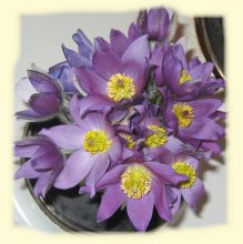 Pasque-flower / ***