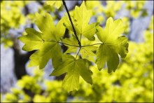 The pattern of spring / ***