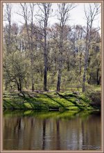 Birches / ***