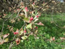 Spring ... Apple / ***