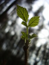 attracted to light / ***