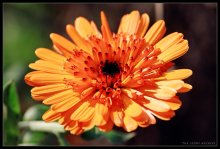 Bright. Naturally. Summer. / ***