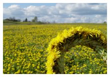 Dandelion mood / ***