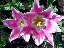 Tulips / ***