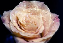 Rosa / .....