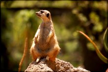 Meerkats / Wild animal park. San Diego