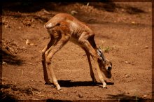 First Steps / Wild animal park. San Diego