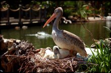 Gray pelicans / Wild animal park. San Diego