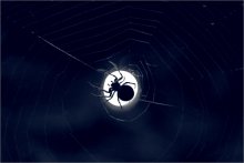 Spider / ***