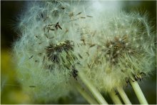 dandelion's delivery / ***