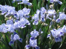 Irises - 2 / ***