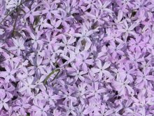 Flowers / ***