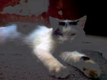 an error of nature / ***