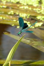 Dancing Dragonfly / ***