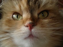 My pet cat / ***