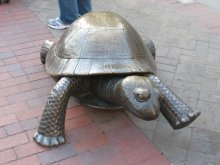 Positive turtle / ***