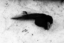 glacial period / ***