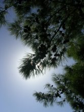 Sun in the needles / ***