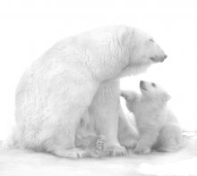 Mom, mom, our family were the Himalayan bears? / ***