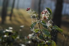 flowers in November / ***