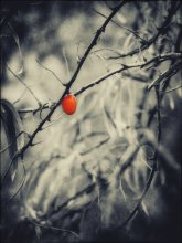 heart in a vacuum ... / ***