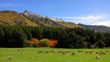 Autumn in a country of sheep / ***