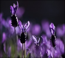 In shades of purple / ***