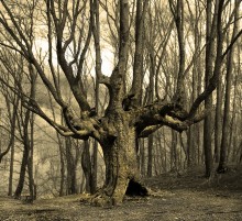 Lord of the forest. / ***