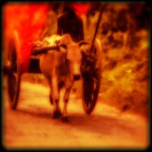 Bullock-cart / ***