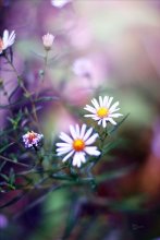 Daisies / ***