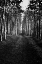 path / ***