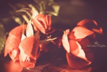 Rose hips / ******************